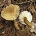 Lactarius gerardii 'Gerard's Milky'